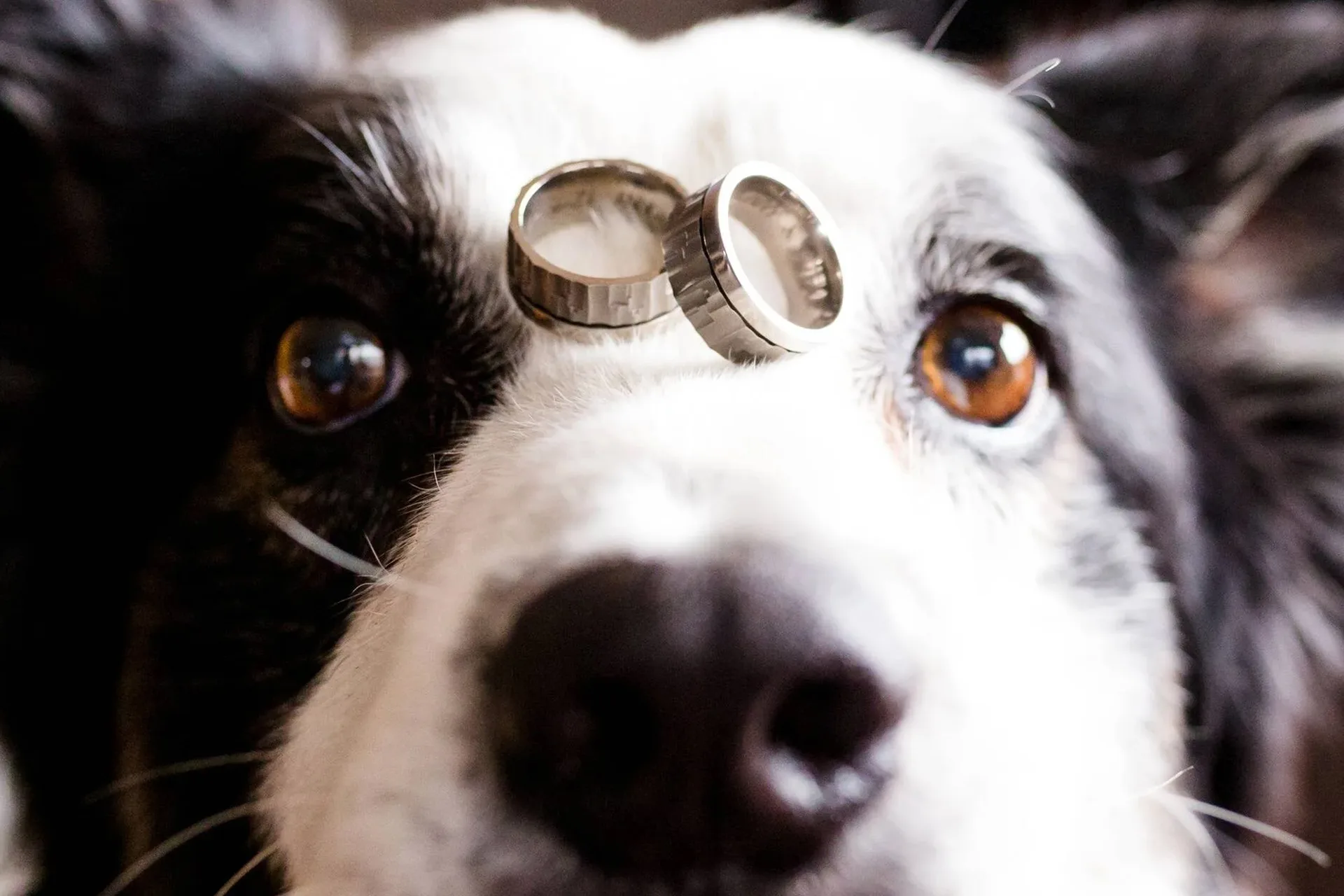Pets on Divorce Paws for Reflection